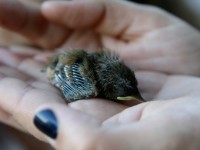 birds_0013